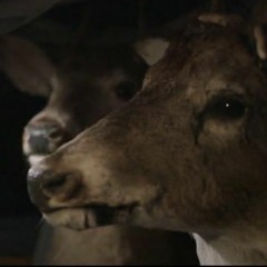 Run in the Front (Dear and the Headlights cover)