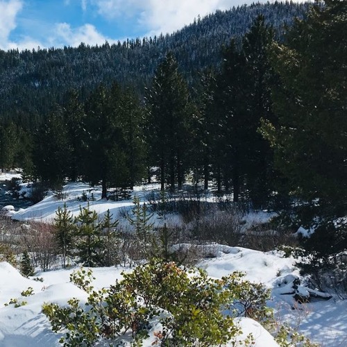 The Three Friends of Winter