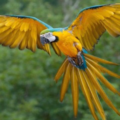 Kanaro (Live Inana 2017)