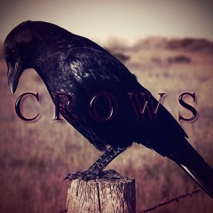 Crows