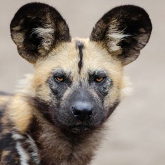 Sound Of The African Wild dog