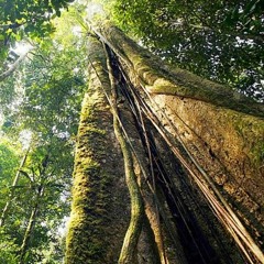 Floresta da Alta Tecnologia ~ Zyohm