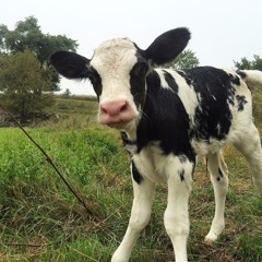 Baby Cow (Viper Higgins)