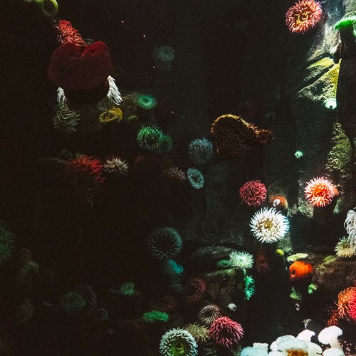 Sebastian Eric - Seven Seas  [Gift]