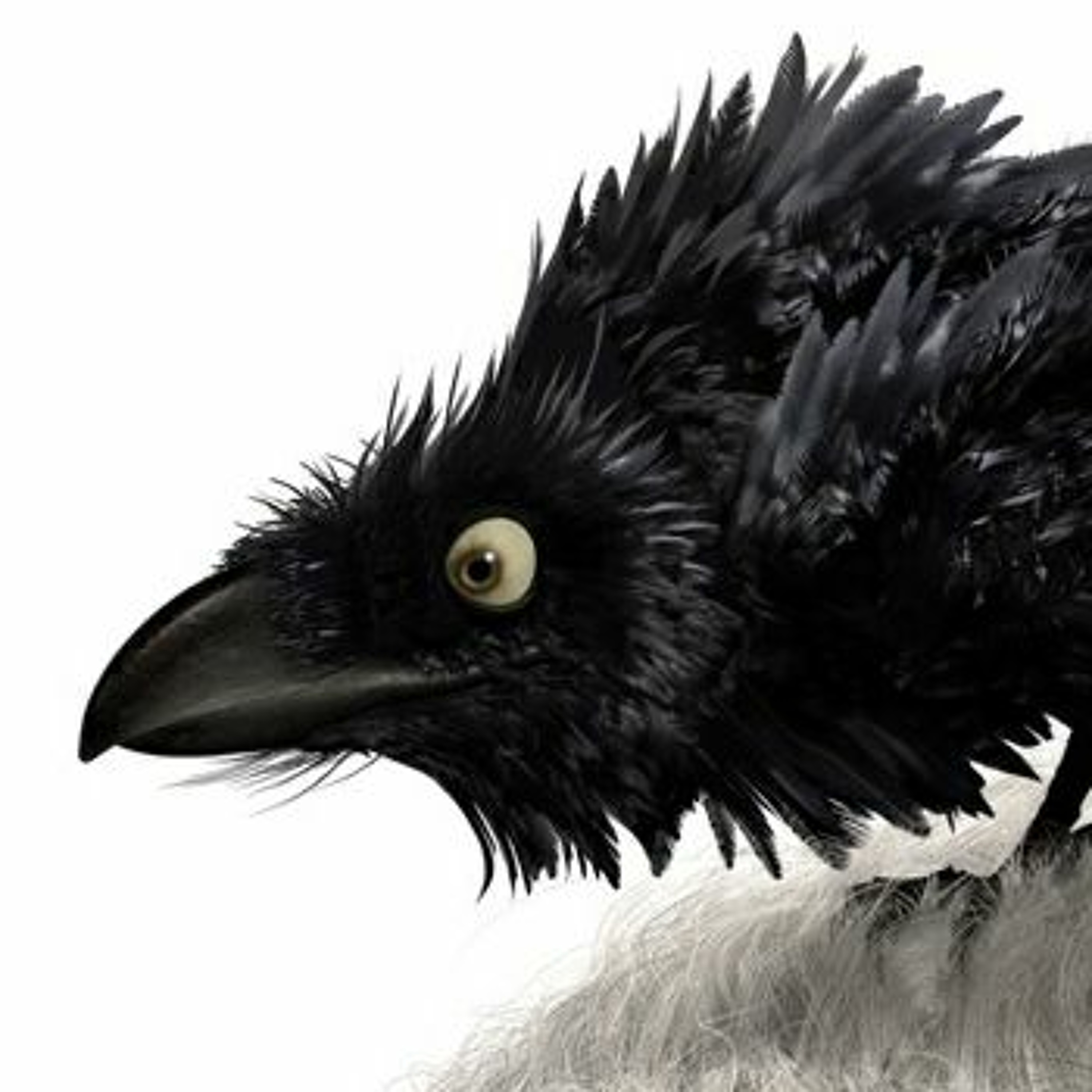 Birds episode artwork