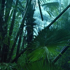 Wario Land 4 II: Monsoon Jungle