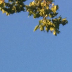 dreamer‘s farewell