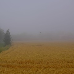 elder