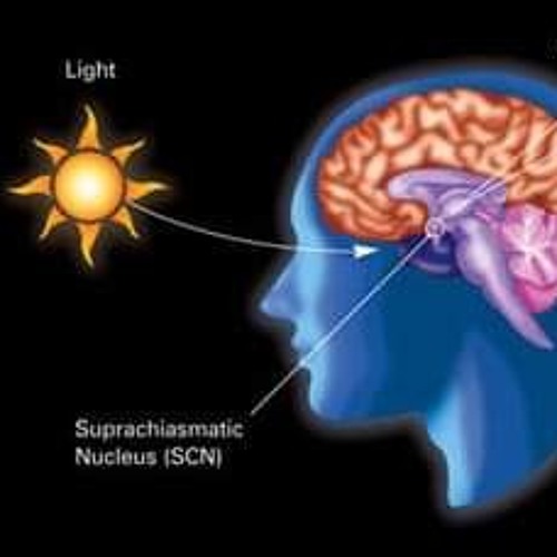 Nevrotrance International!