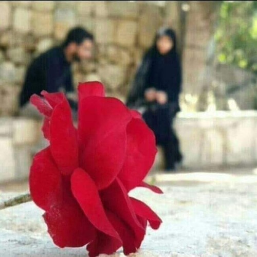 سَامحِيني يَـا هَوَىً فَوقَ المُنىٰ | 💚