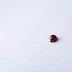 Ladybug In The Room