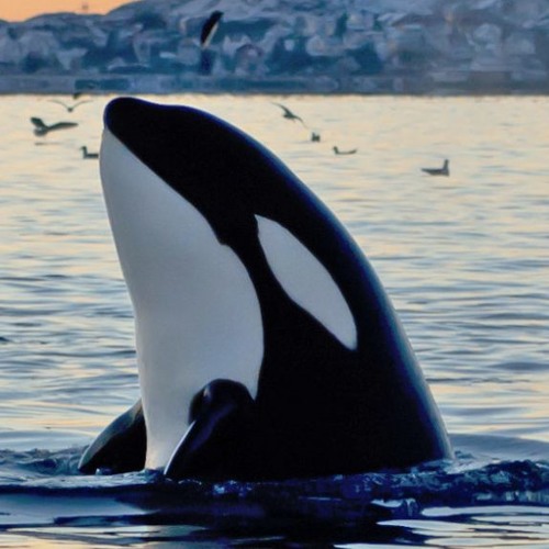 Stream Episode Ленинград - Москва По Ком Звонят Твои Колокола By.