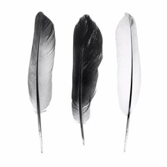 Cordeiro - Addams Family Part3