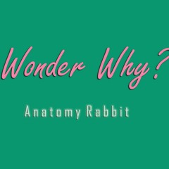 Anatomy Rabbit - Wonder Why?