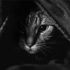 vinahouse 2019 trung nguyen