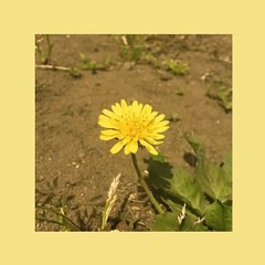 우효(Oohyo) 민들레(dandelion)