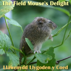 The Field Mouse's Delight / Llawenydd Llygoden y Coed