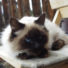 This Quiet Time Of Life