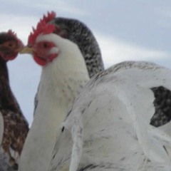 the great henhouse concerto