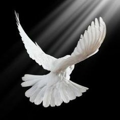 ام العيون السود