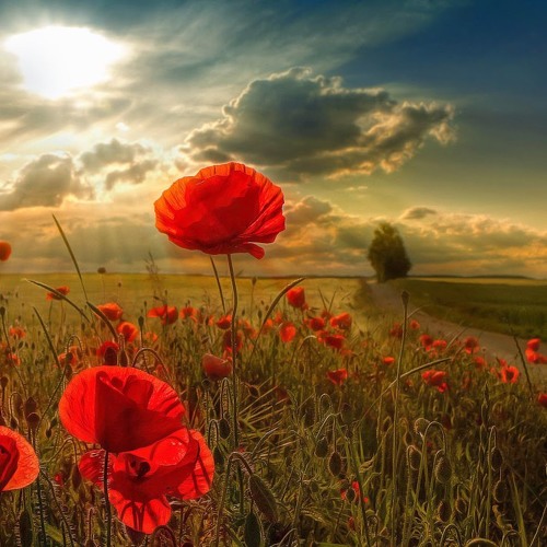 إِذَا رَأَيْتَهُمْ حَسِبْتَهُمْ لُؤْلُؤًا مَّنثُورًا | سورة الانسان 🕊♥️ المنشاوي