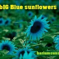 bIG BLUE sunflowers