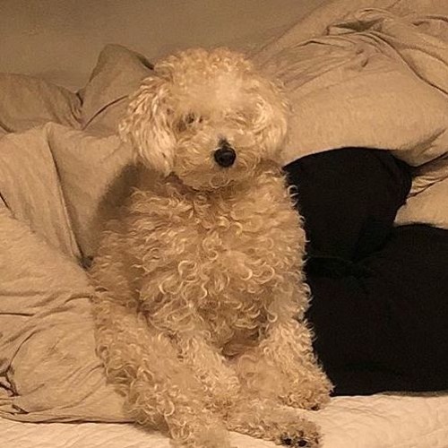 Хавал cool dog