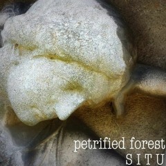 Petrified Forest