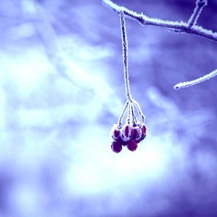 Frozen Yogurt (Prod. THE DRIP FACE)