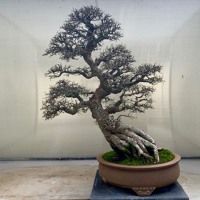 中文語音導覽Audio Tour Available in Chinese (Mandarin) by Pacific Bonsai Museum 中文語音導覽Audio Tour Available in Chinese (Mandarin) by Pacific Bonsai Museum