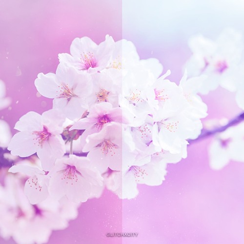 Sakura
