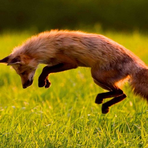 FOX