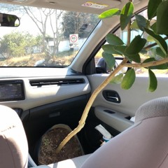 Pocking lebt [420 edition bitch.]