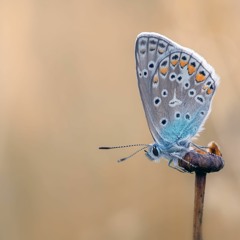 ❄ Winter Wonderland ❄ by Adam Husa (live at Stereo)