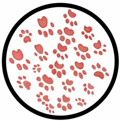 Groovy Cat - PAWSA