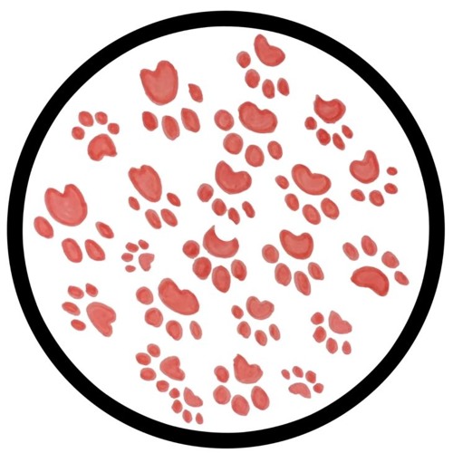 Groovy Cat - PAWSA