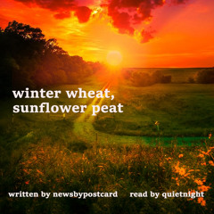 Winter Wheat Sunflower Peat