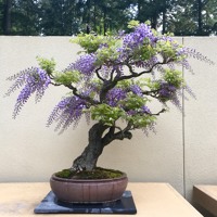 中文語音導覽Audio Tour Available in Chinese (Mandarin) by Pacific Bonsai Museum 中文語音導覽Audio Tour Available in Chinese (Mandarin) by Pacific Bonsai Museum