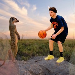 An Evening With The Meerkats