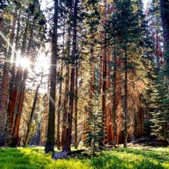 Spring Dawn Chorus in the Sequoias -- Sequoia National Park