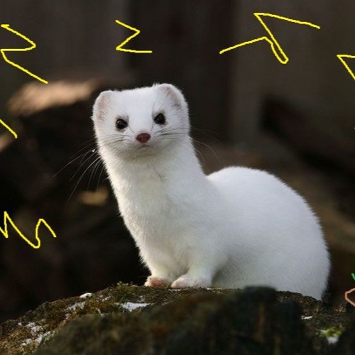 RamoneMatek Hermine