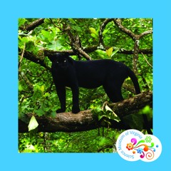 Question Your World - Have you seen the Black Panther?