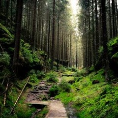 The Inner Forest Mix By Vibrational Souls