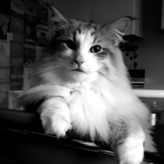 Profanity Kitten (2019)