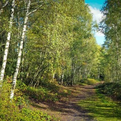 All The Birch Trees Are Green (February 2019 Song of the Month)