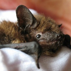 MERLin The Bat