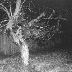 SeaSounds (PROD. WIZZIE2K)