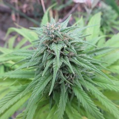 Tone Dizzy: Dubbed Like You (Grim Singmuf remix)