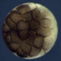 Xenopus
