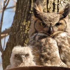 Mov. III Dance Of The Great Horned Owl from Monadnock Dreams for Flute and Piano